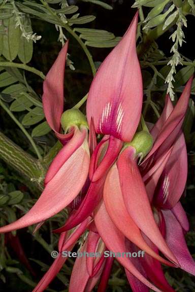 clianthus puniceus 2 graphic